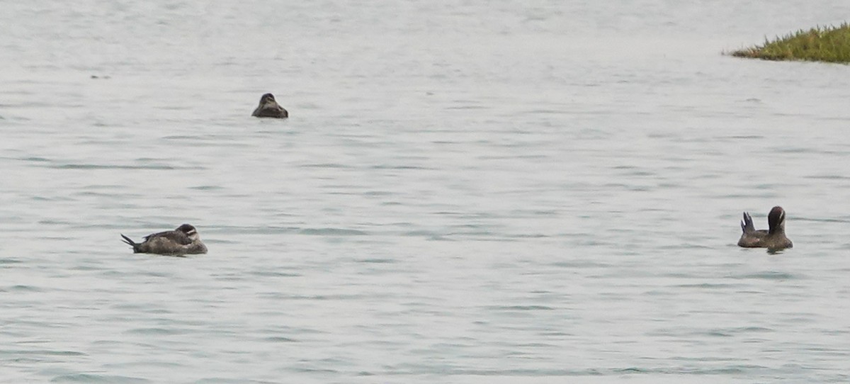 Maccoa Duck - ML658473699