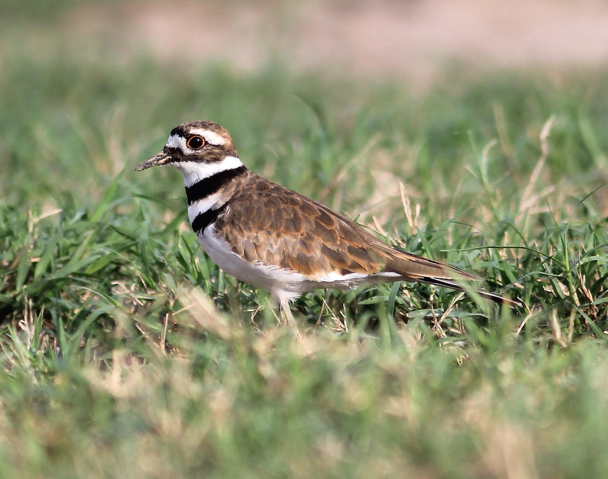 Killdeer - ML65847421