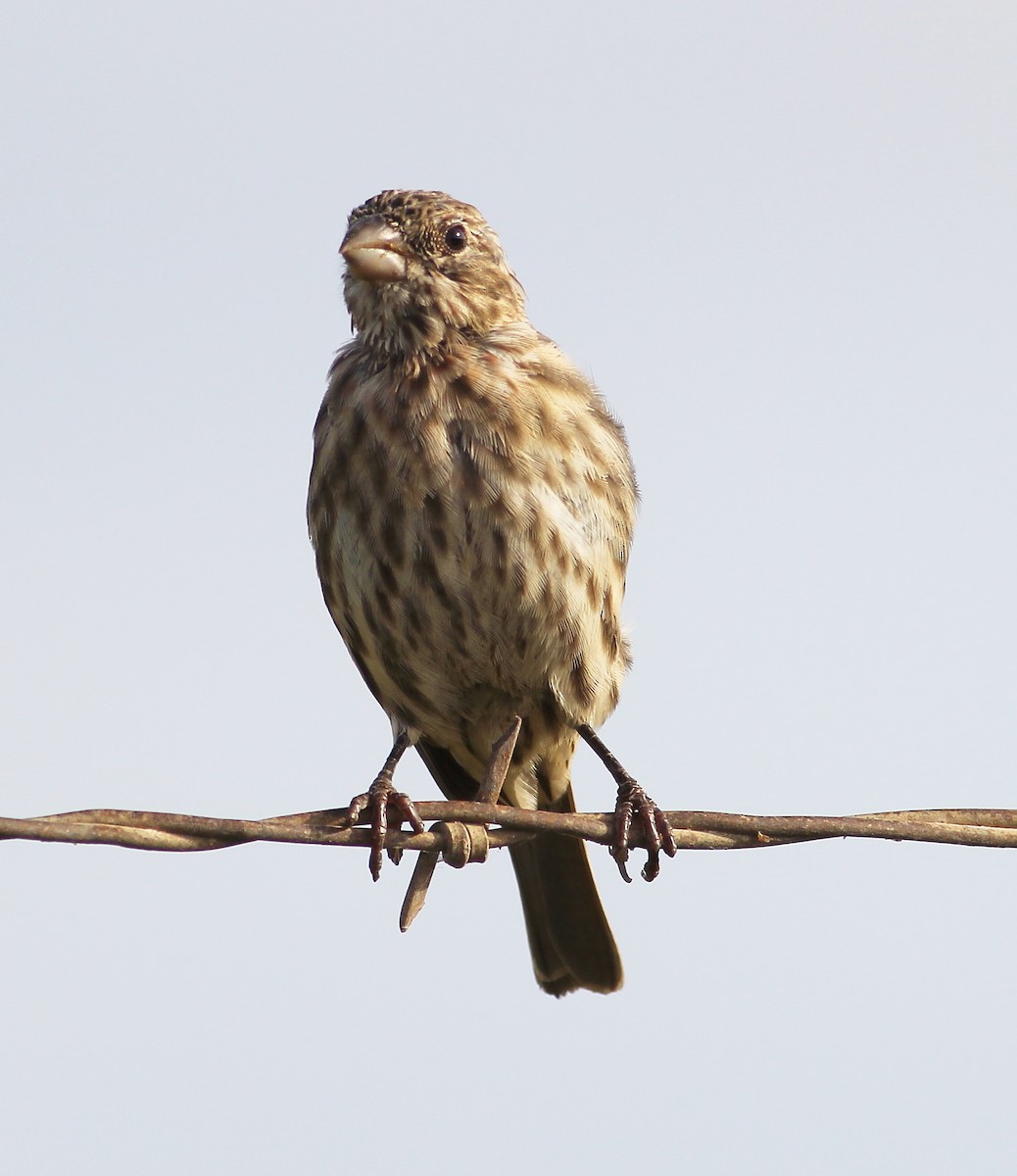 House Finch - ML65847431