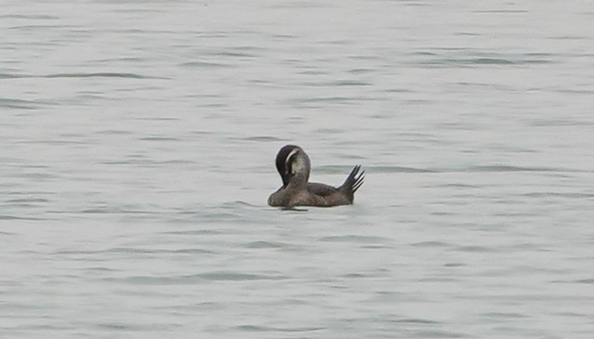 Maccoa Duck - ML658474457