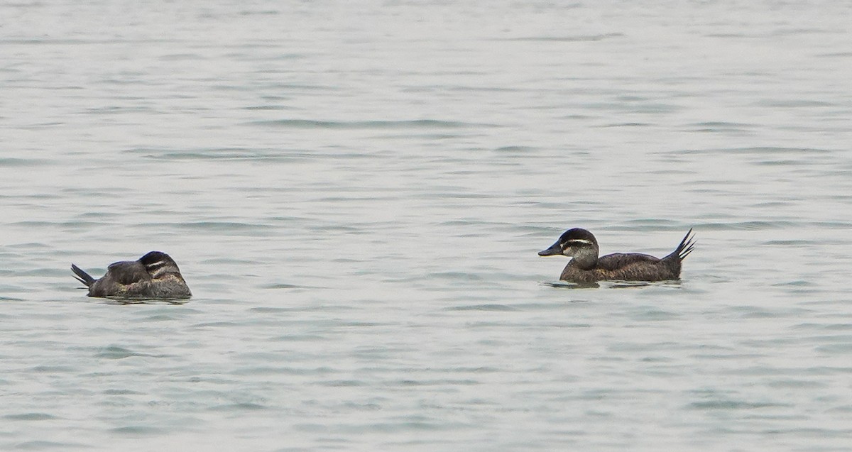 Maccoa Duck - ML658474564