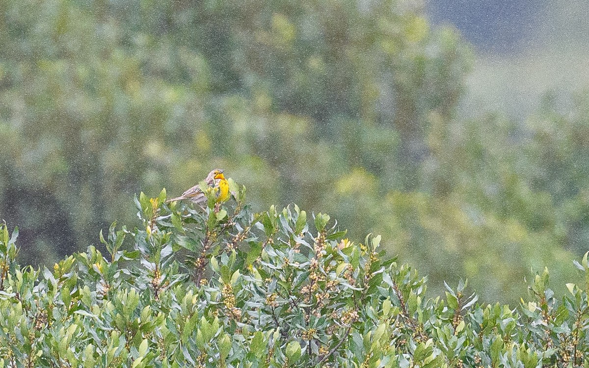 Bisbita de Pangani - ML658474658