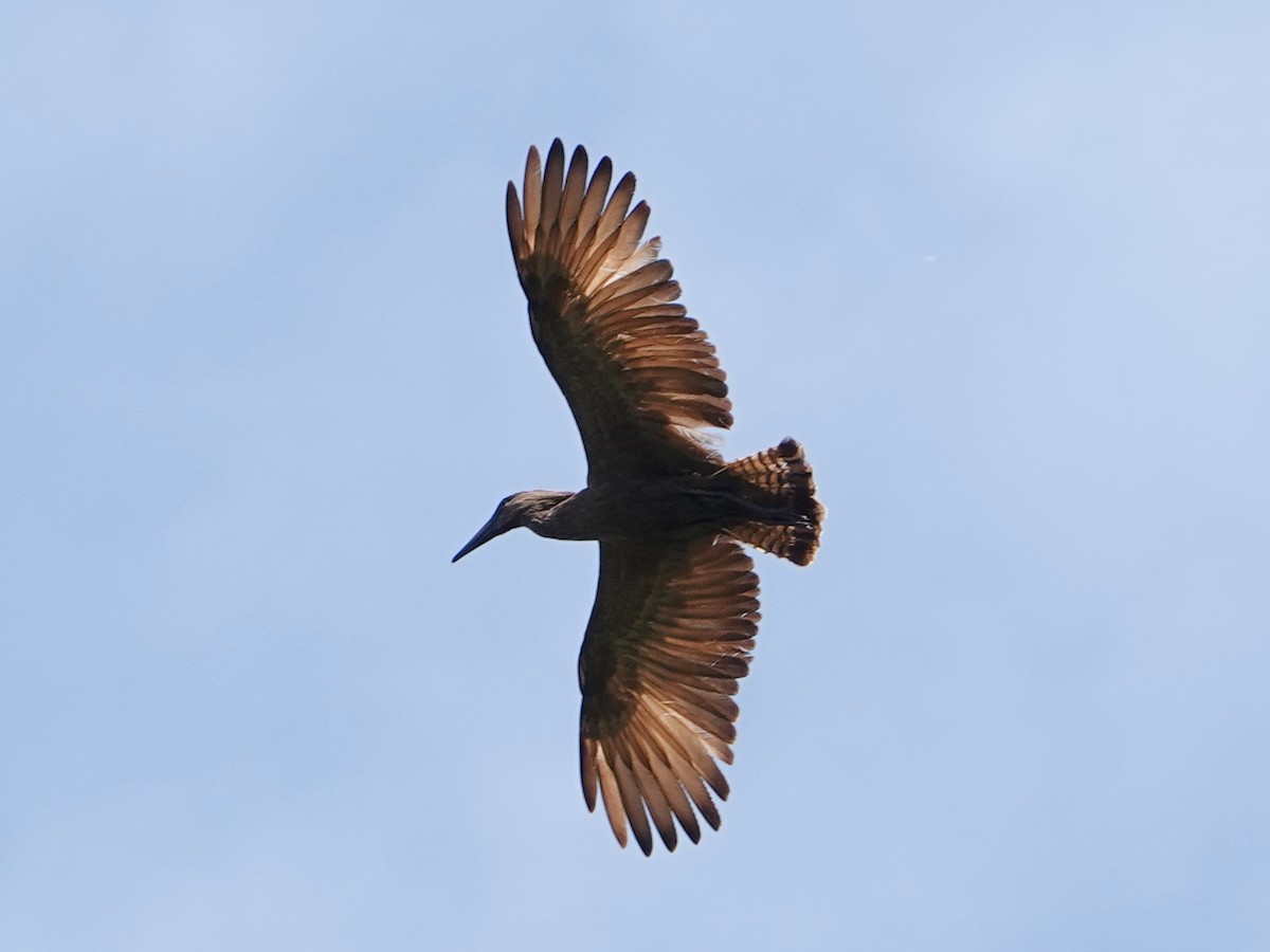 Hamerkop - ML658475312
