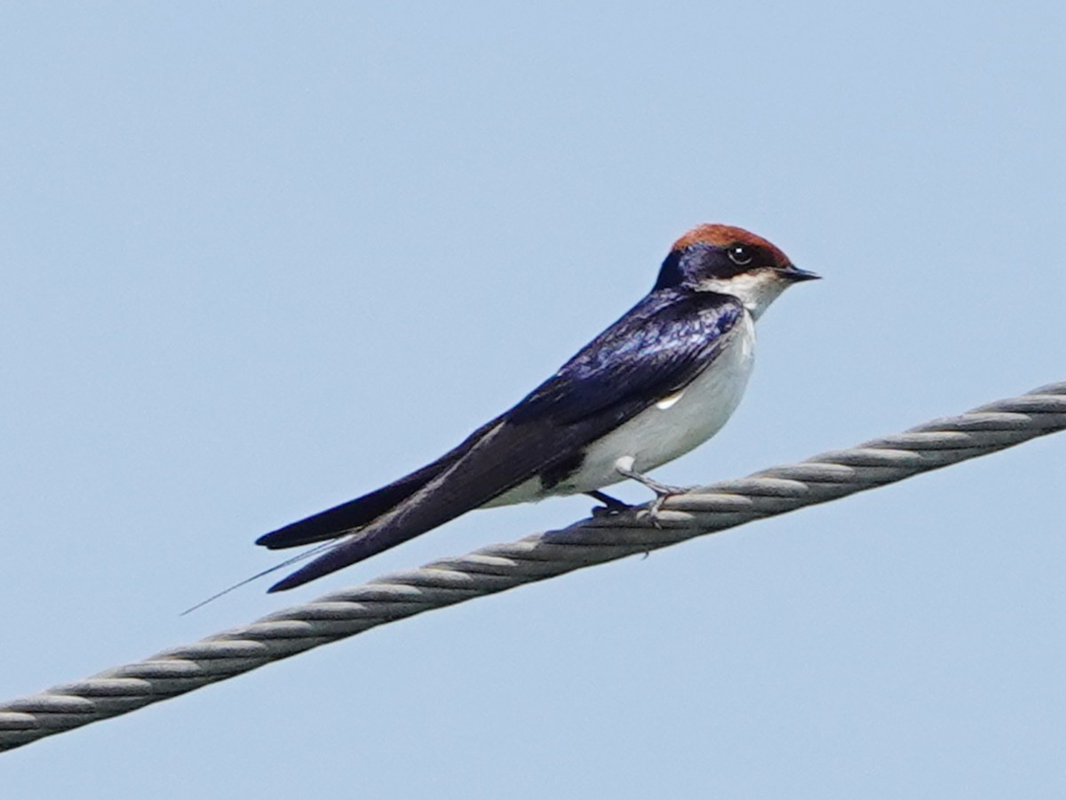 Wire-tailed Swallow - ML658475331