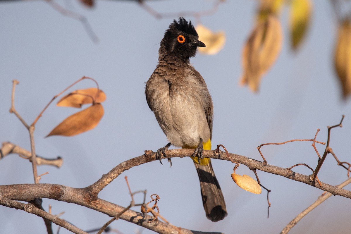 Black-fronted Bulbul - ML658475335