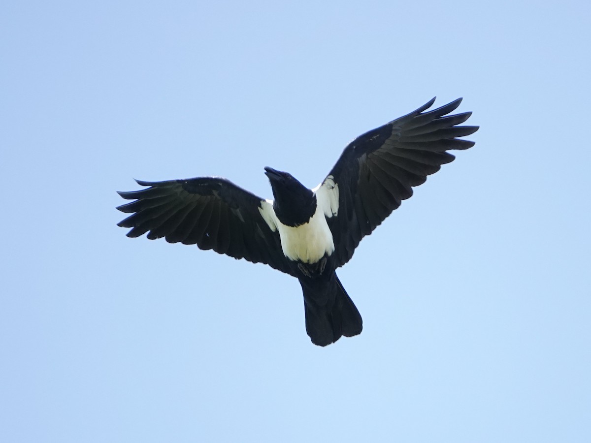 Pied Crow - ML658475366