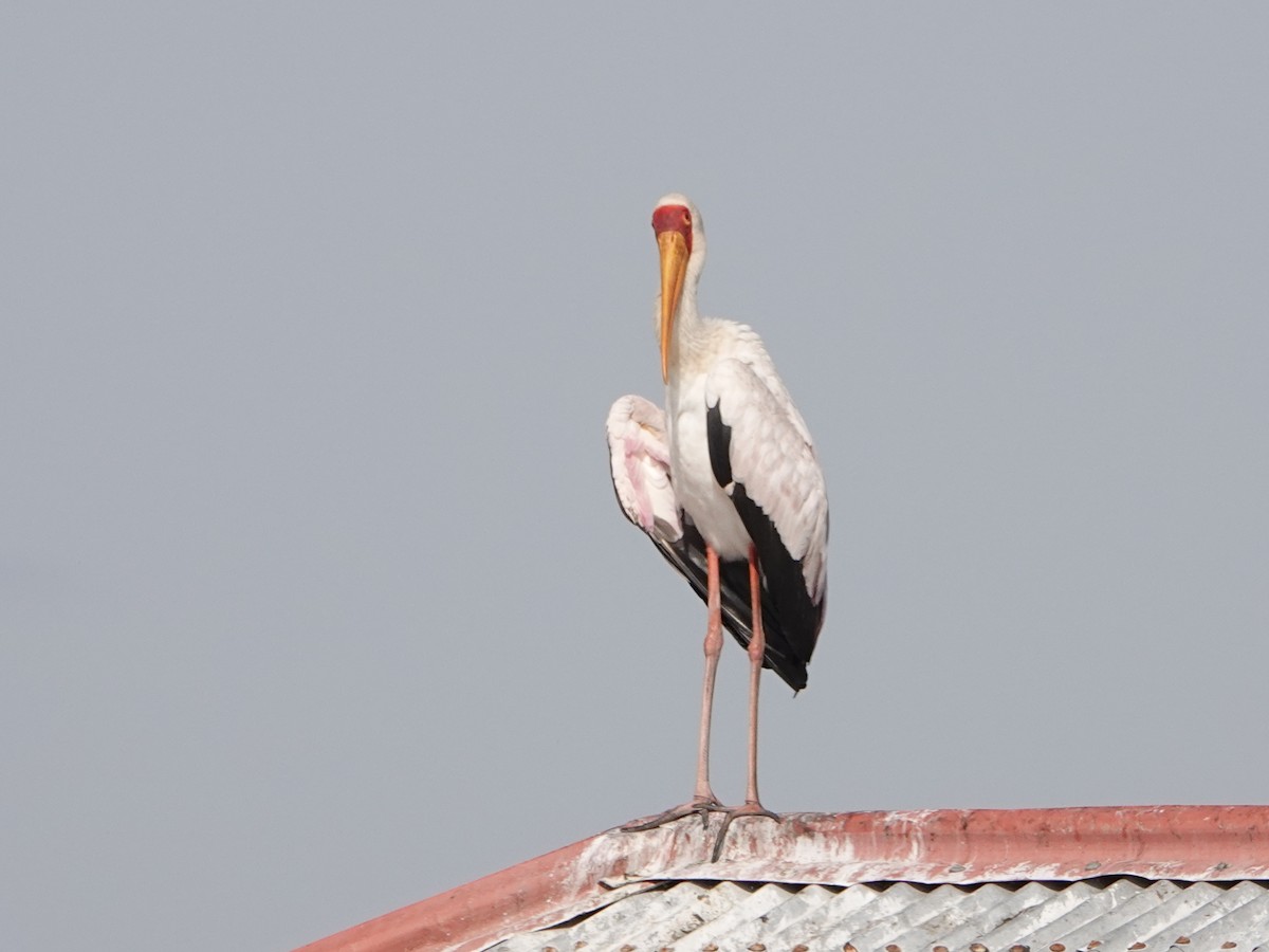 Yellow-billed Stork - ML658475411