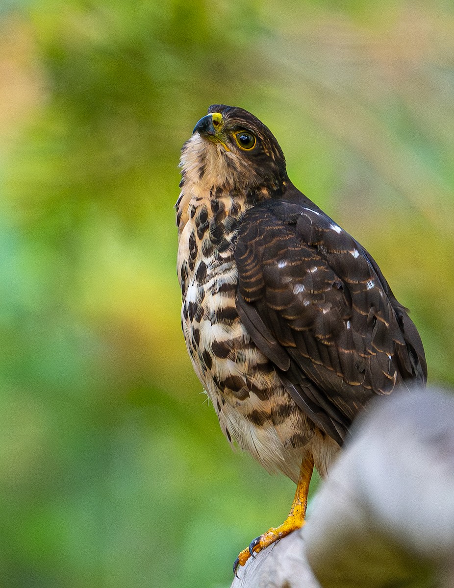 African Goshawk - ML658475435