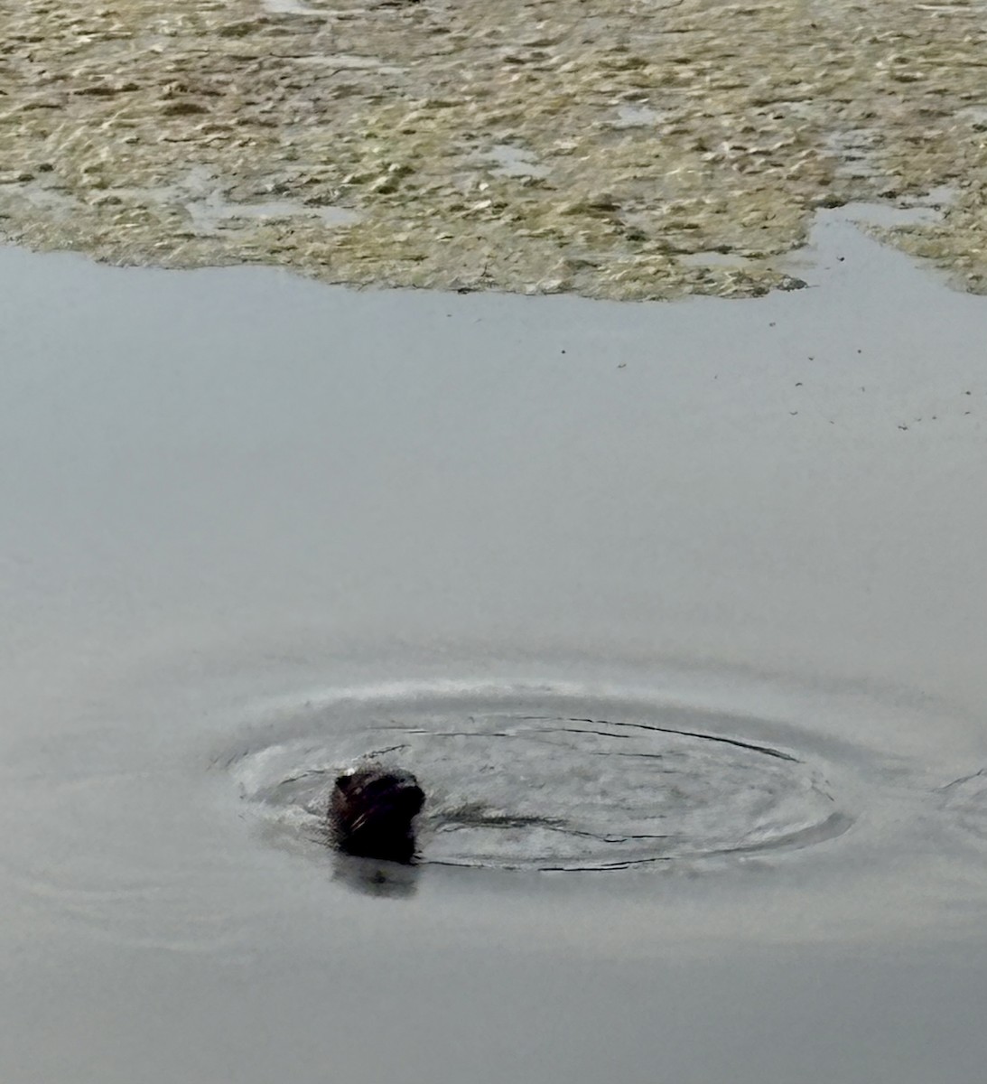 Loutre du Canada - ML658475887