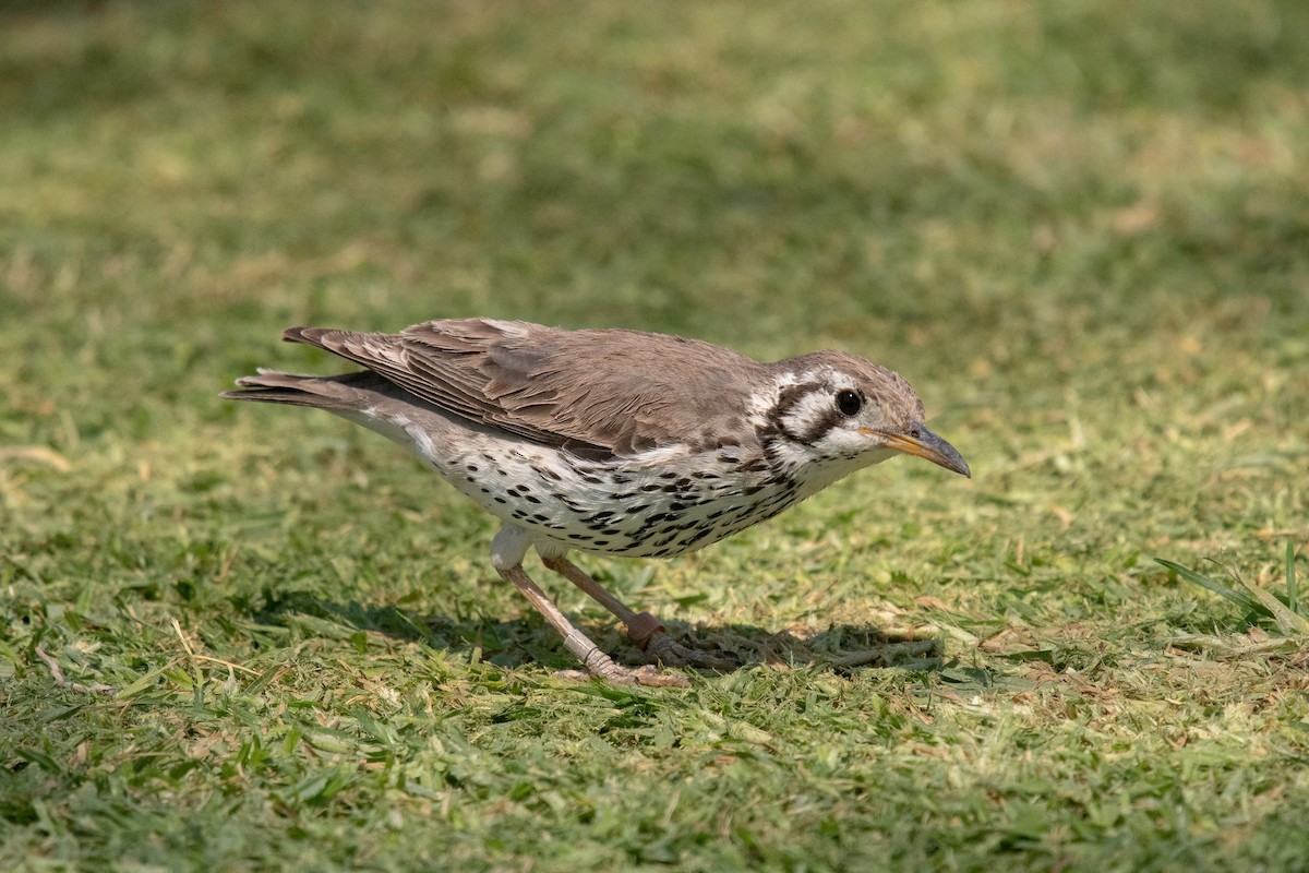 Groundscraper Thrush - ML658477018