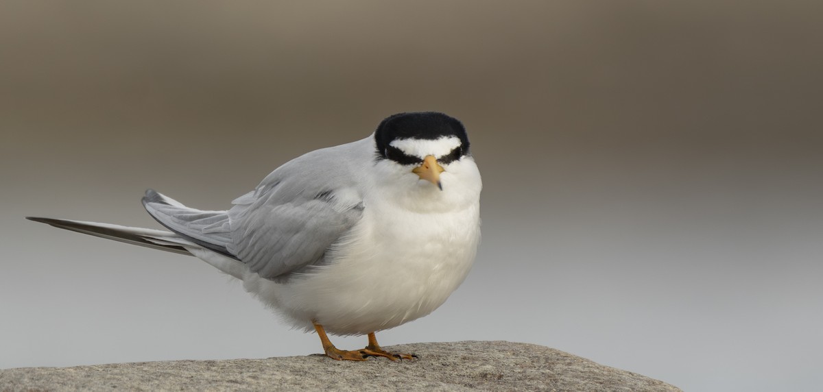 Least Tern - ML658477044