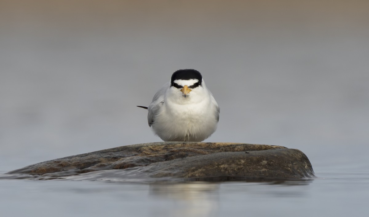 Least Tern - ML658477045