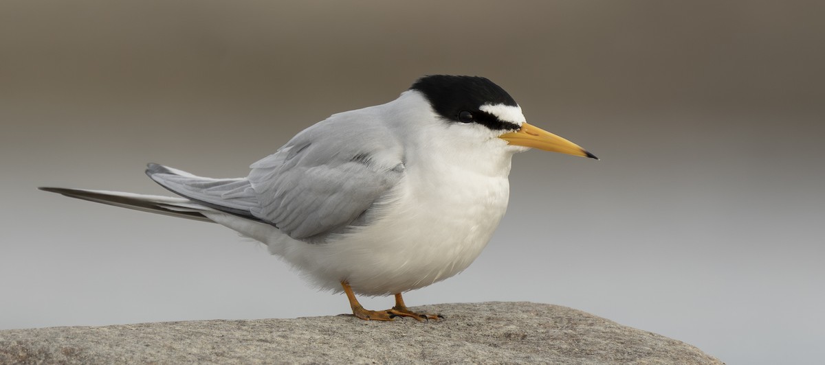 Least Tern - ML658477046