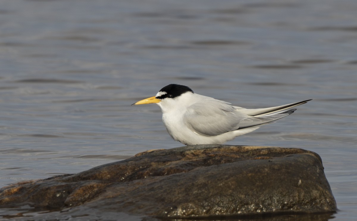 Least Tern - ML658477047
