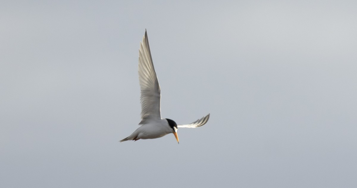 Least Tern - ML658477049