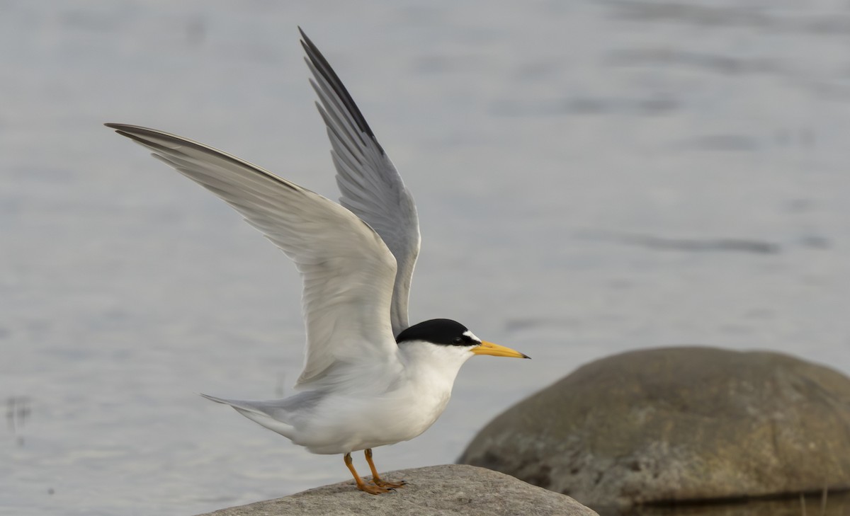 Least Tern - ML658477050