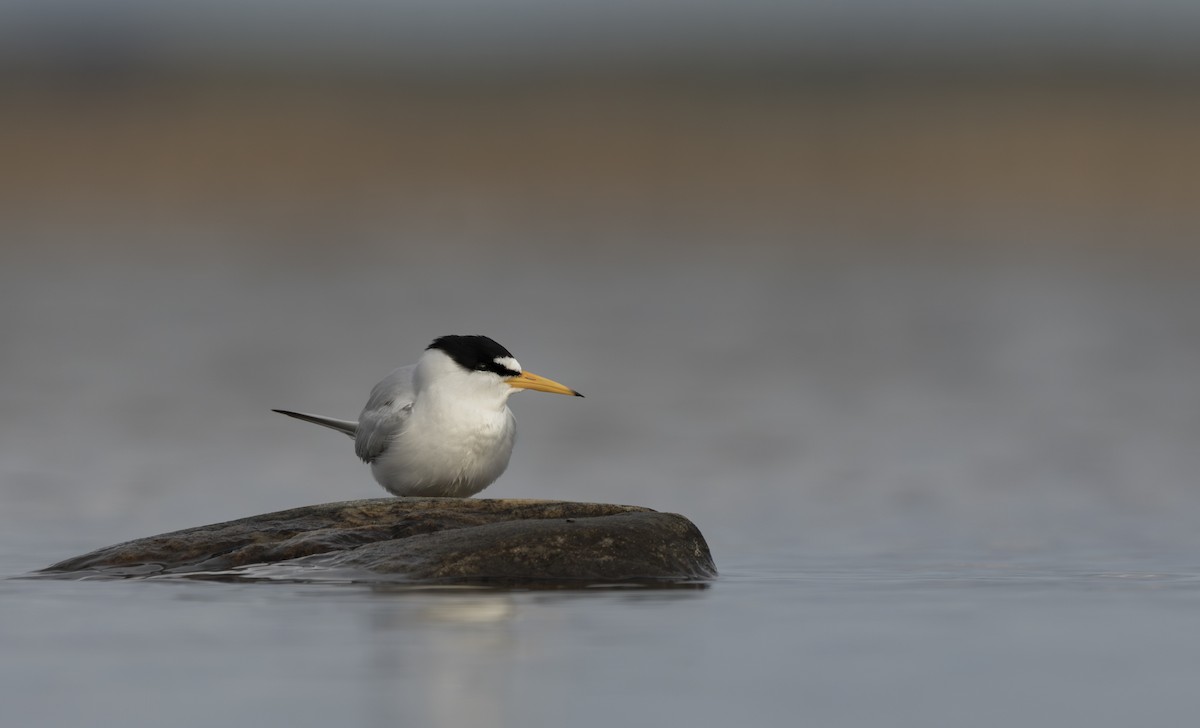 Least Tern - ML658477051