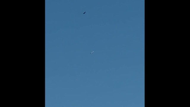 American White Pelican - ML658477078