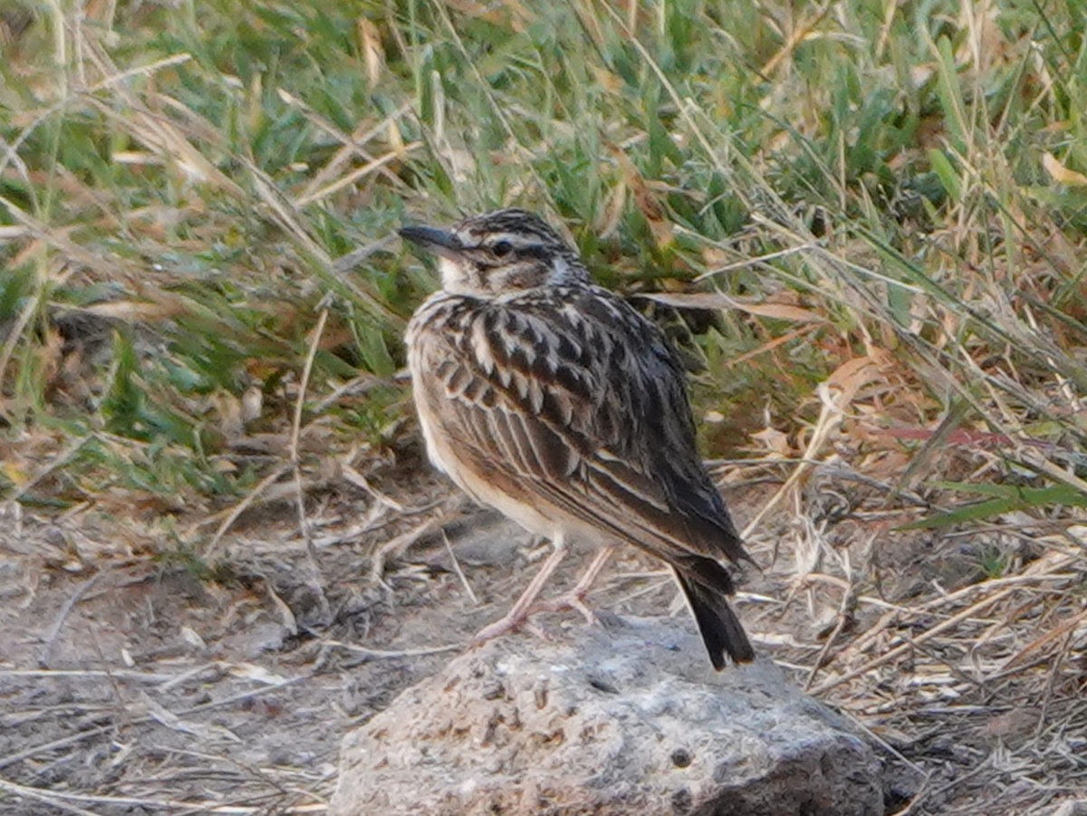 Short-tailed Lark - ML658477614