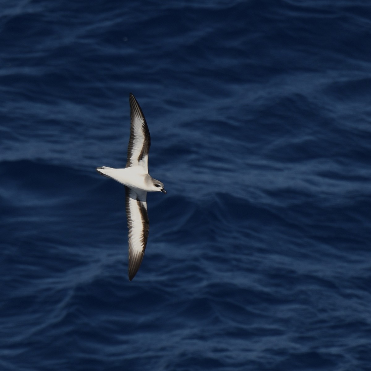 Black-winged Petrel - ML658477643