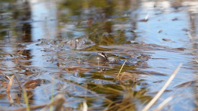 Pacific chorus frog - ML658477693