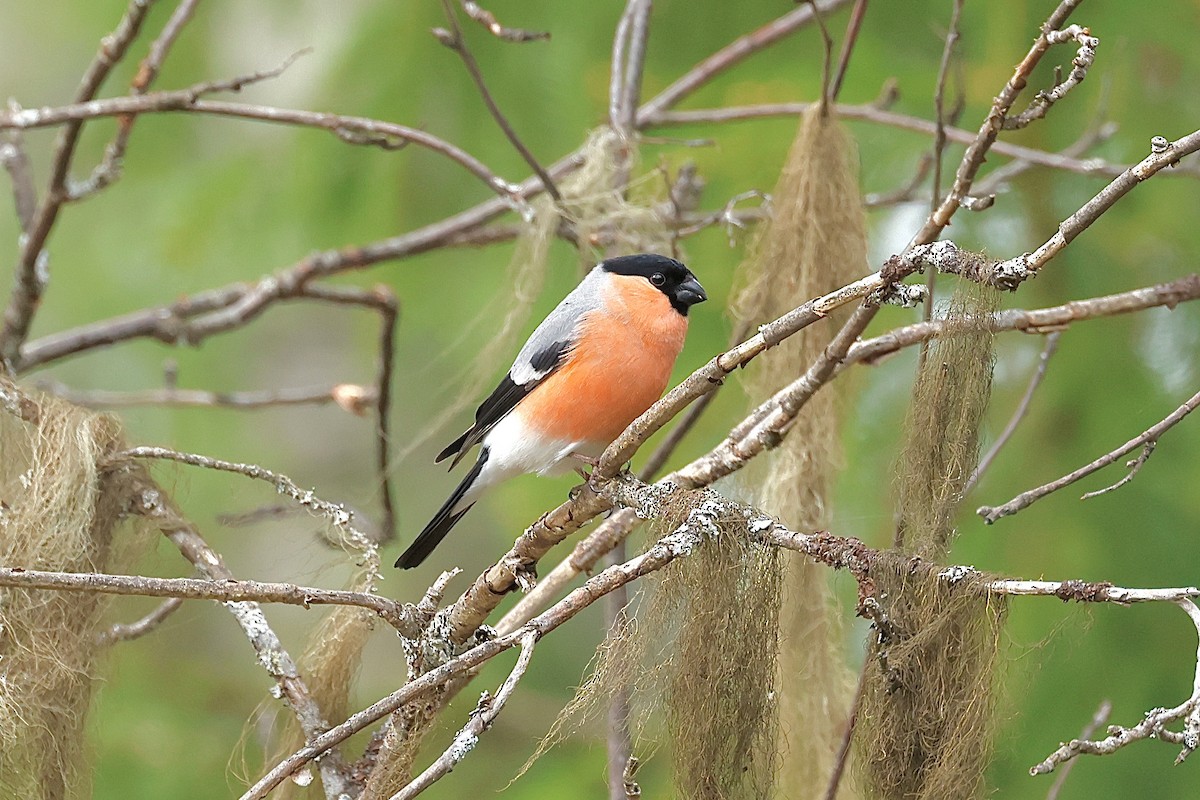 Eurasian Bullfinch - ML658480590