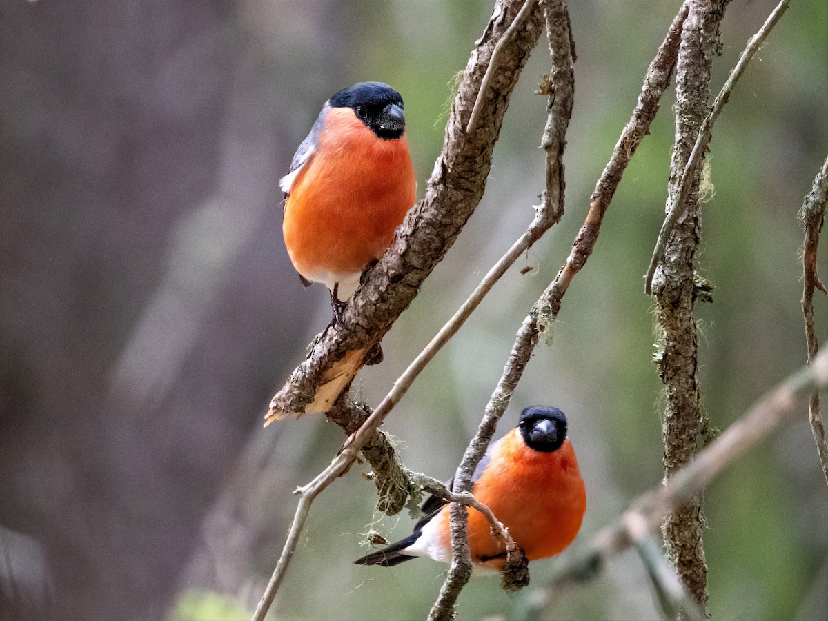Eurasian Bullfinch - ML658480592