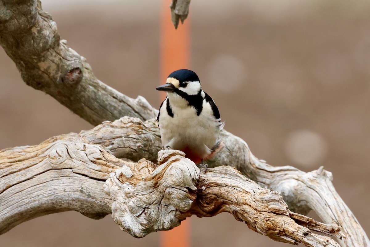 Great Spotted Woodpecker - ML658480645