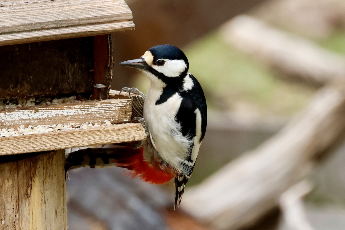 Great Spotted Woodpecker - ML658480646