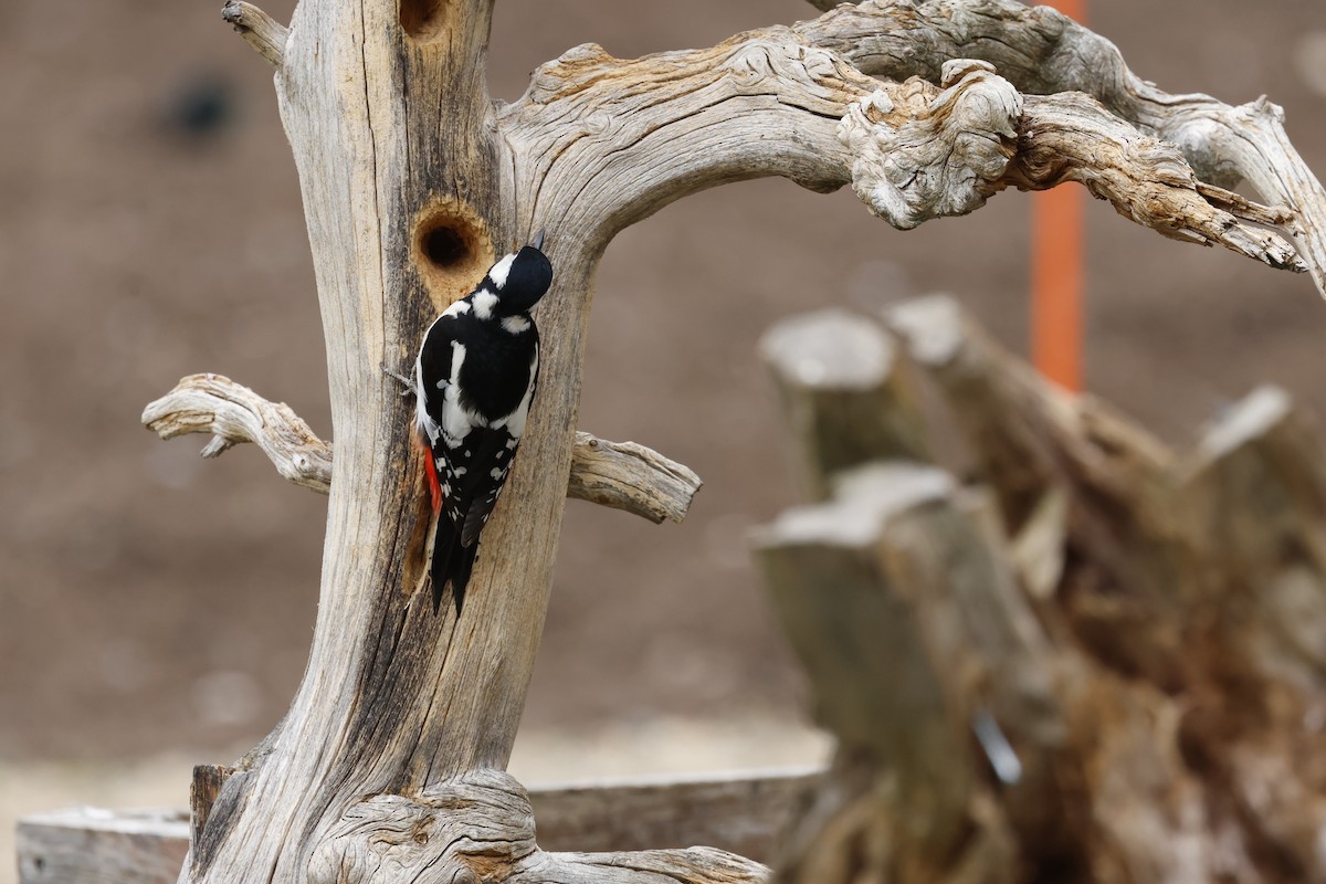 Great Spotted Woodpecker - ML658480647
