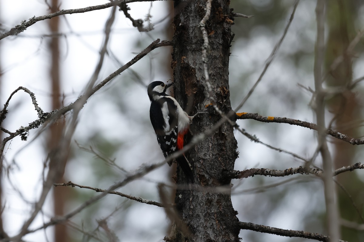 Great Spotted Woodpecker - ML658480648