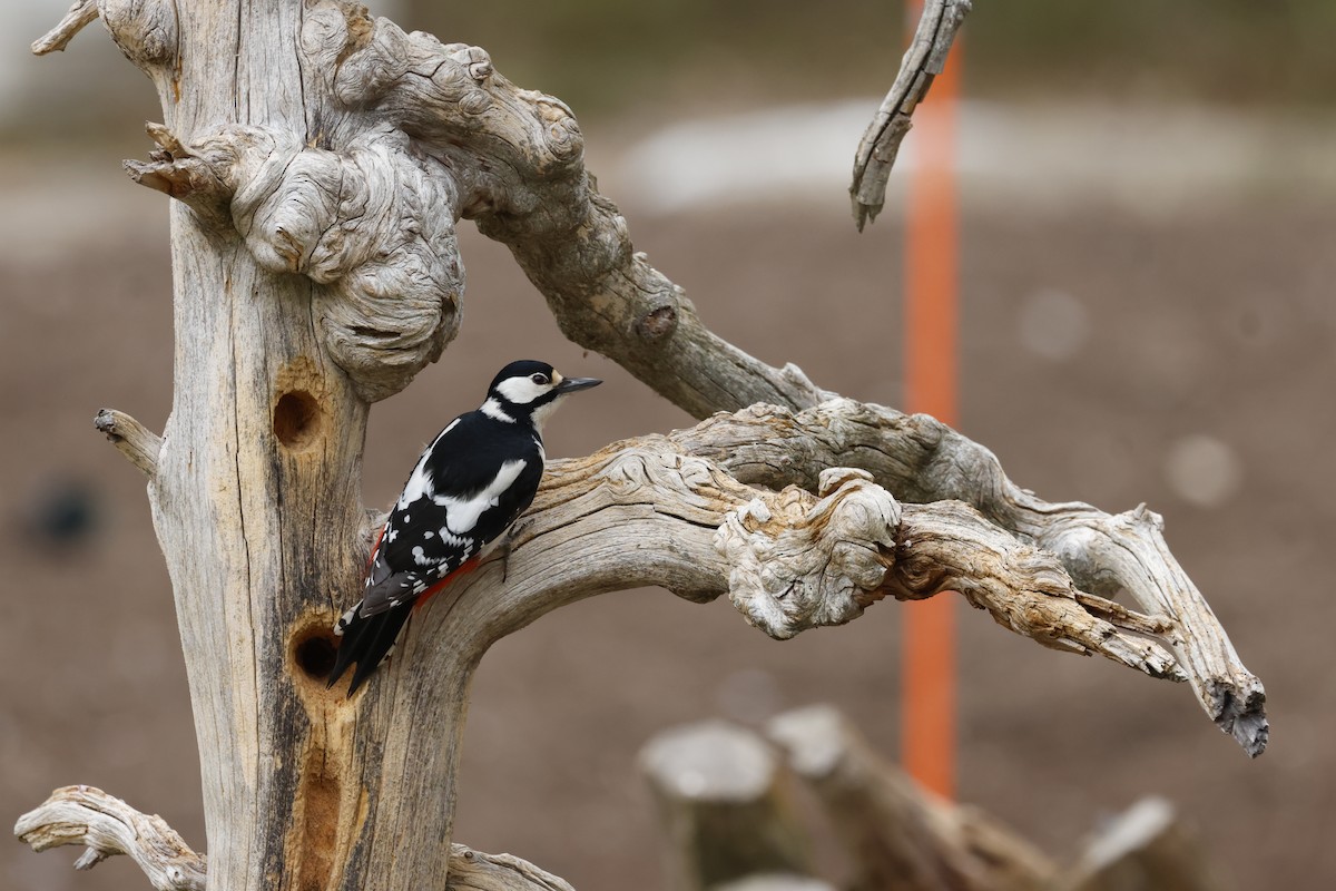 Great Spotted Woodpecker - ML658480649