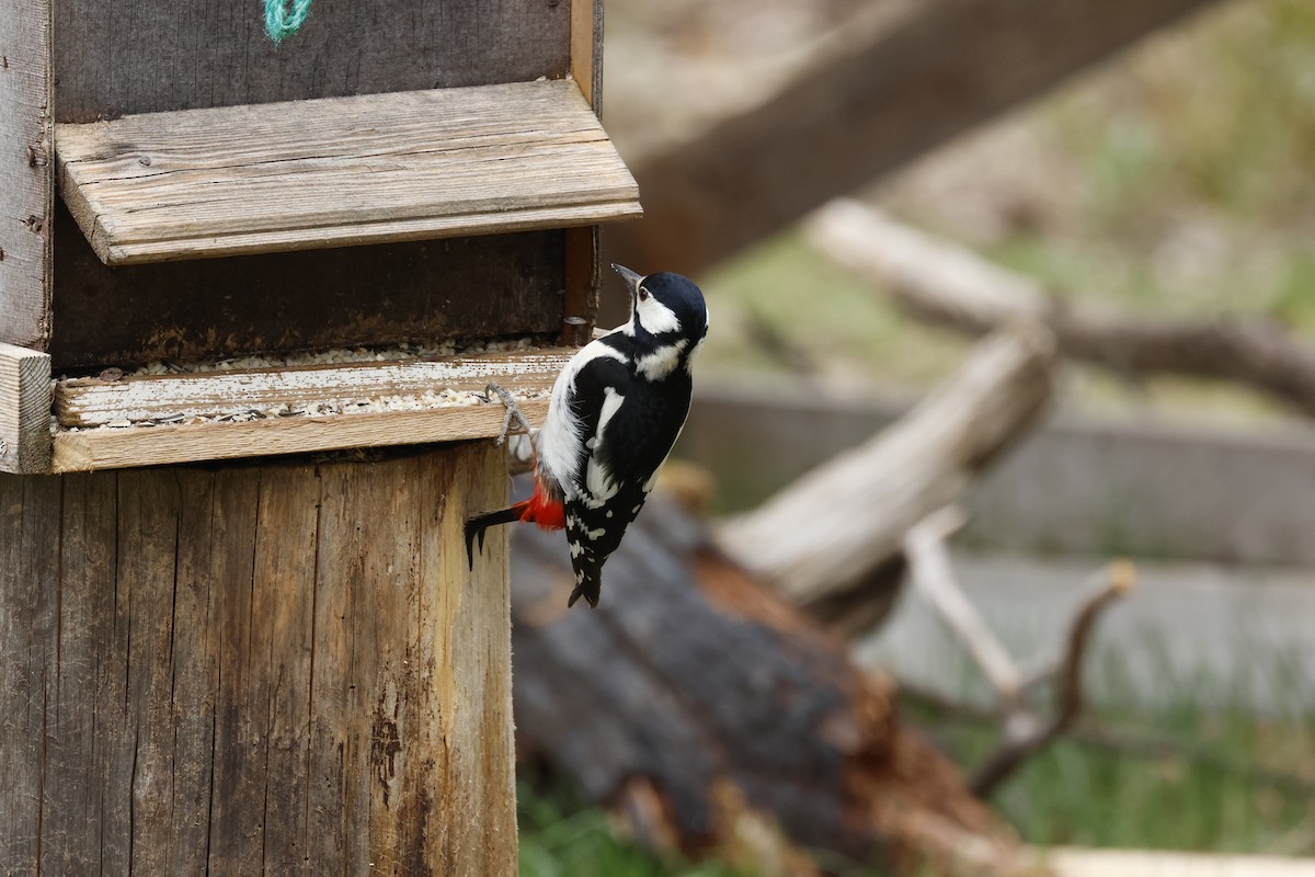 Great Spotted Woodpecker - ML658480650