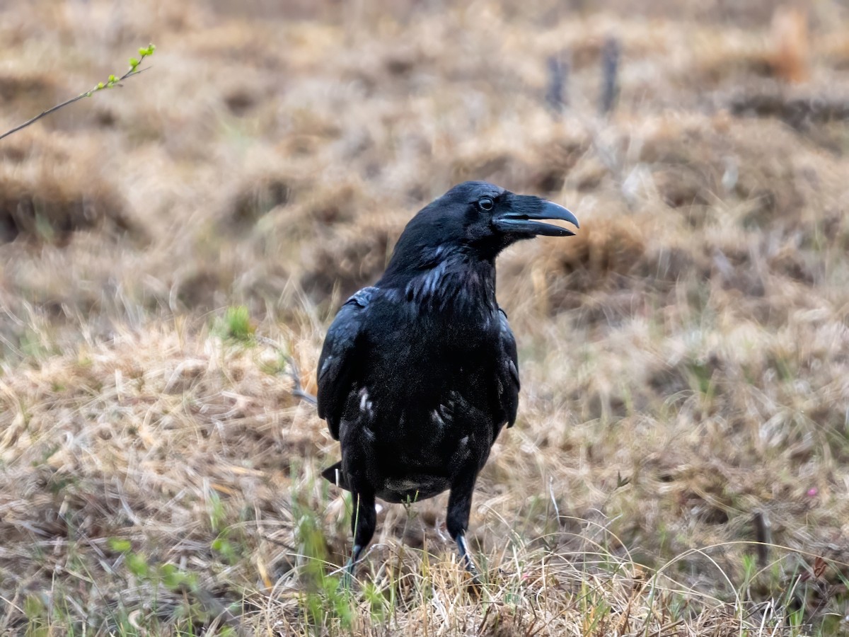 Common Raven - ML658481037