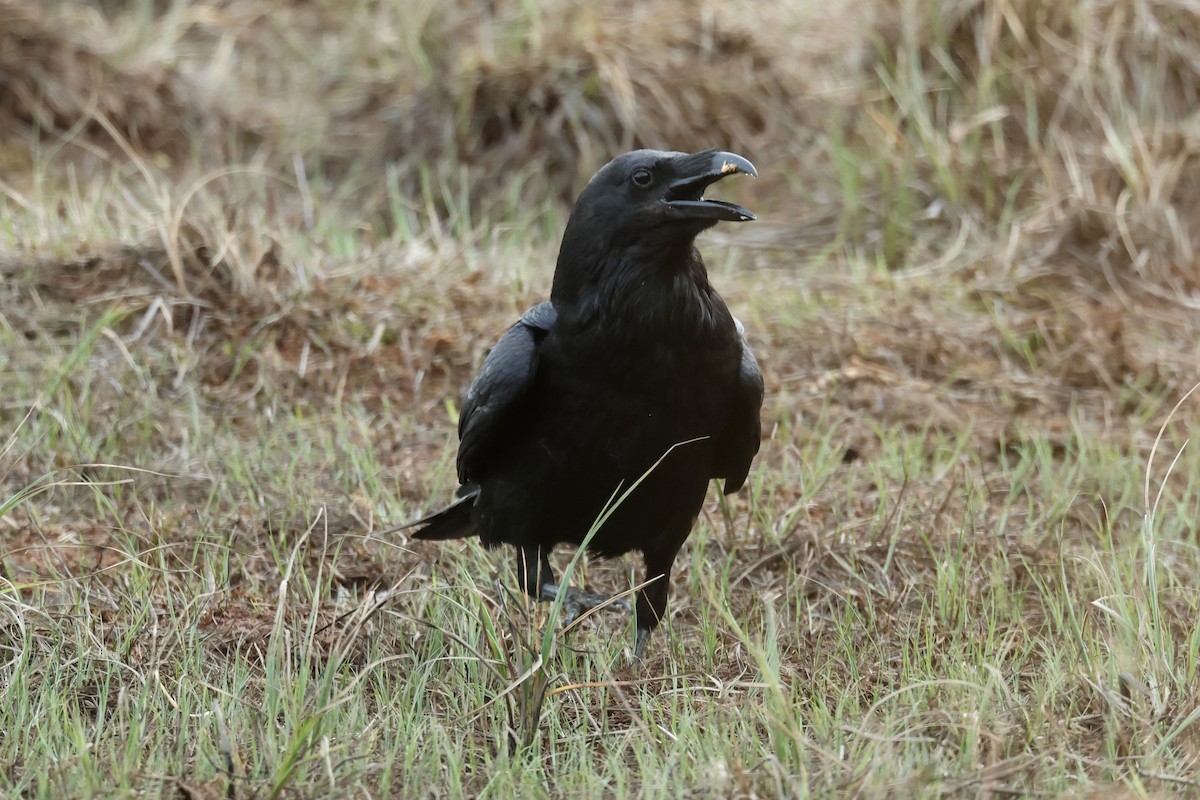 Common Raven - ML658481039
