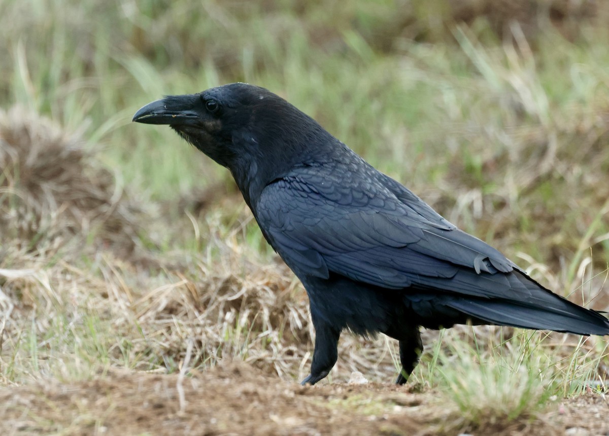 Common Raven - ML658481040