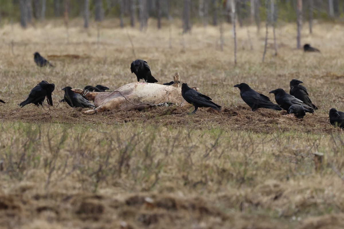 Common Raven - ML658481041