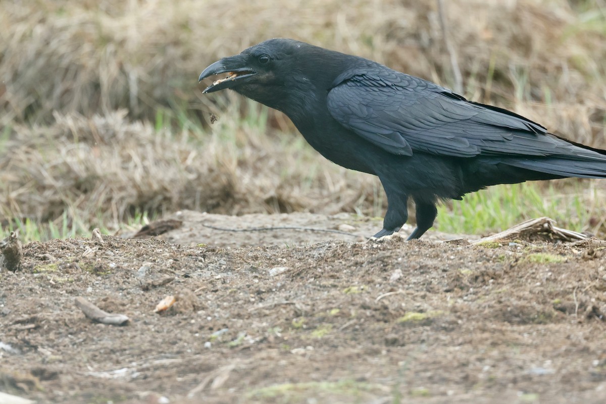 Common Raven - ML658481042