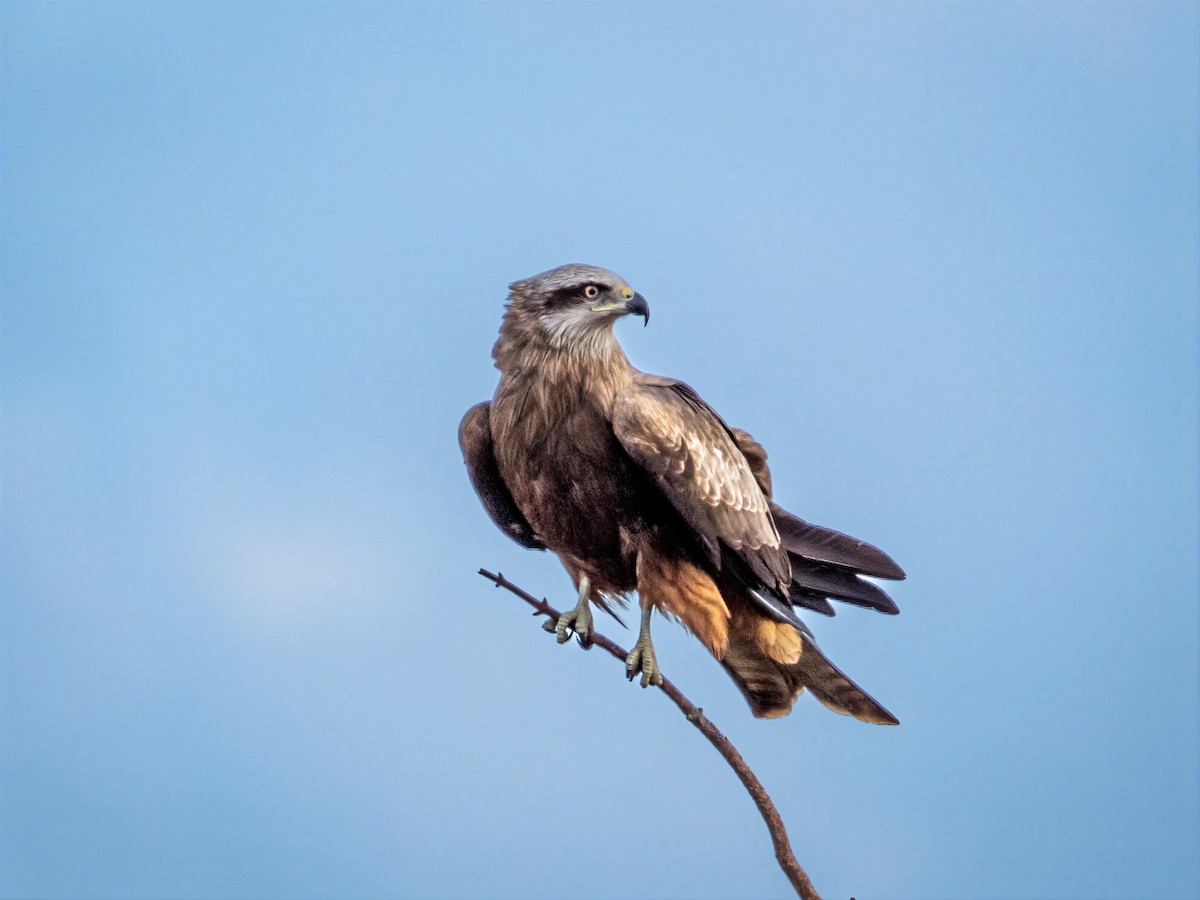 Black Kite - ML658481209