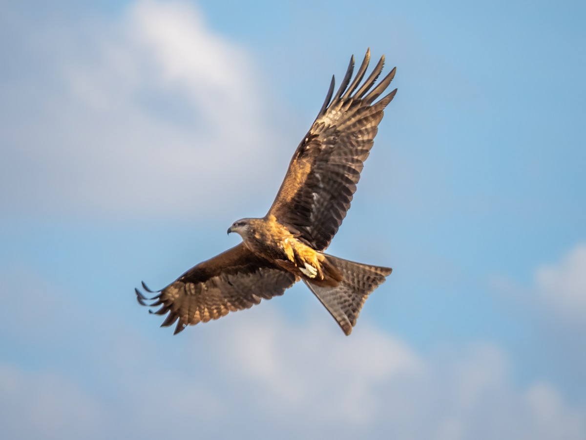Black Kite - ML658481210