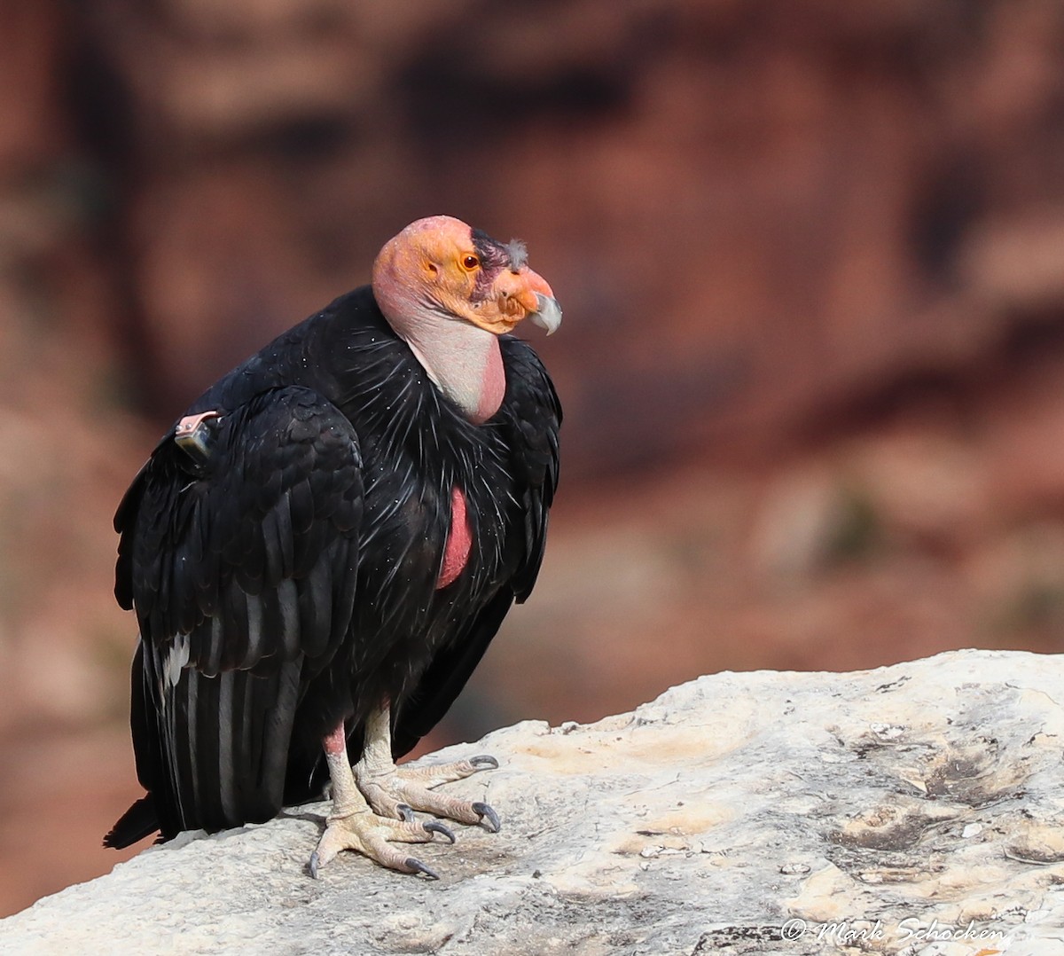 Condor de Californie - ML65848131