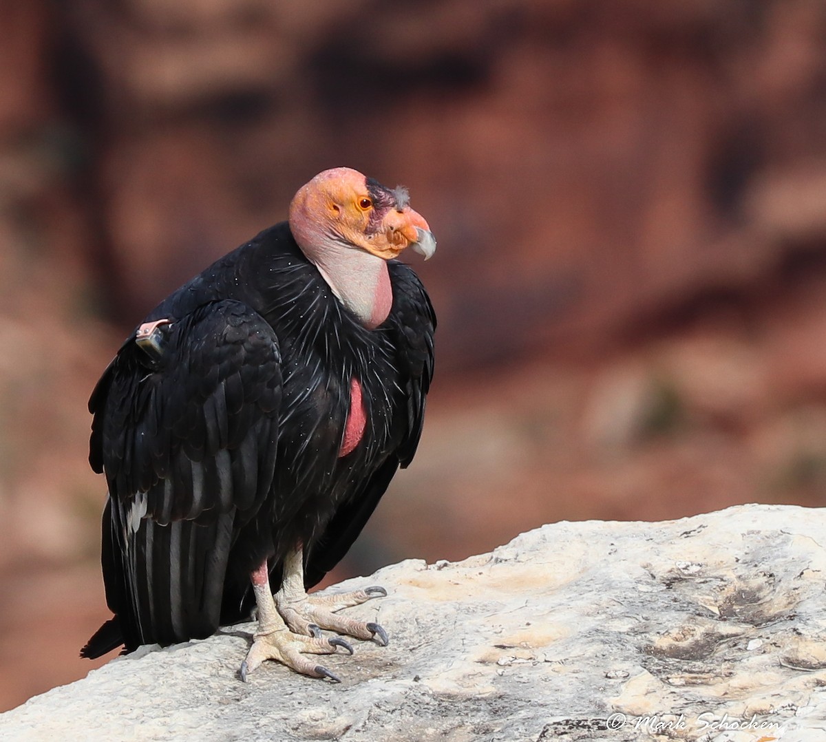 Condor de Californie - ML65848131