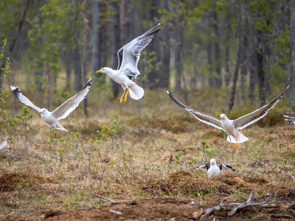 Common Gull - ML658481335