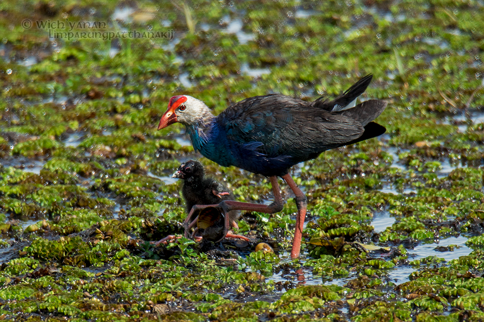 Gray-headed Swamphen - ML65848171