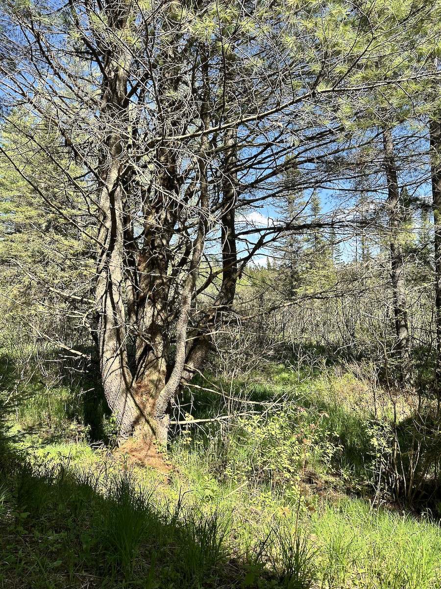 null - ML658481844