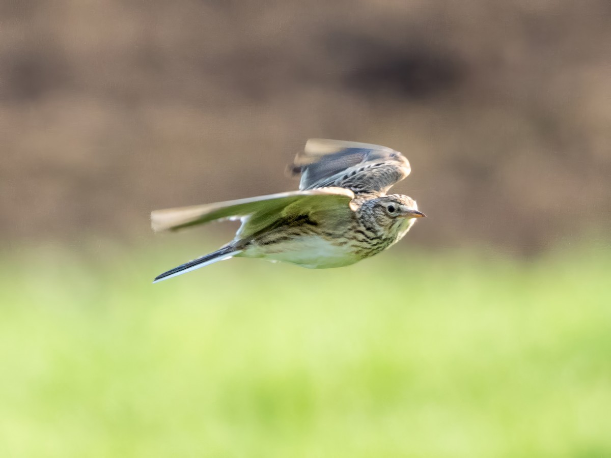 Eurasian Skylark - ML658482731