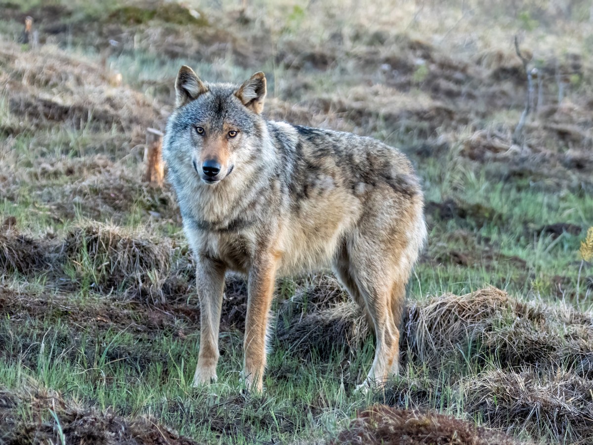 Gray Wolf - ML658482934