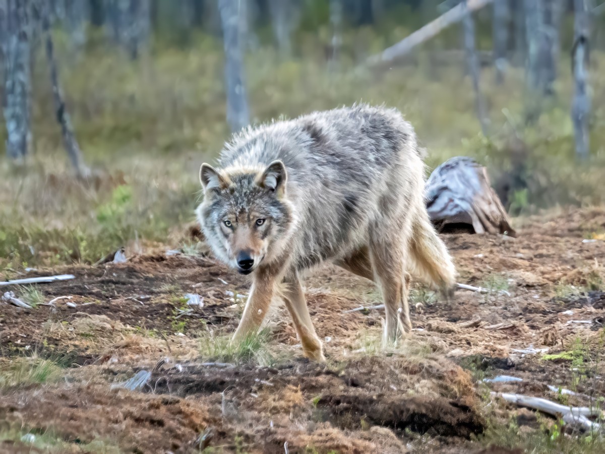Gray Wolf - ML658482935