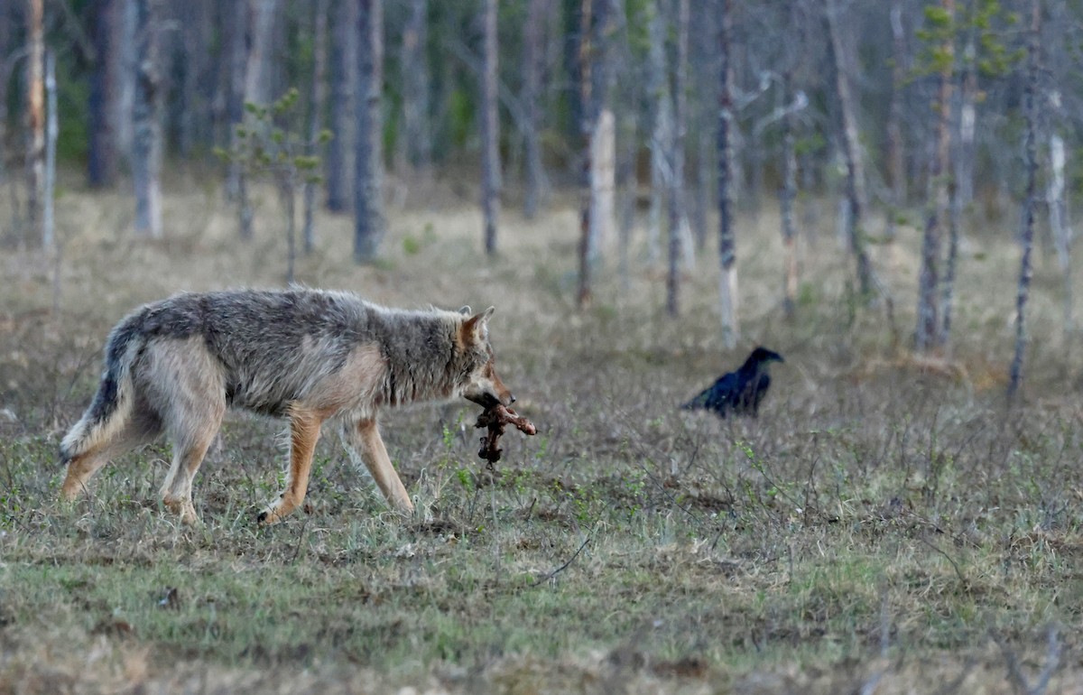 Gray Wolf - ML658482936