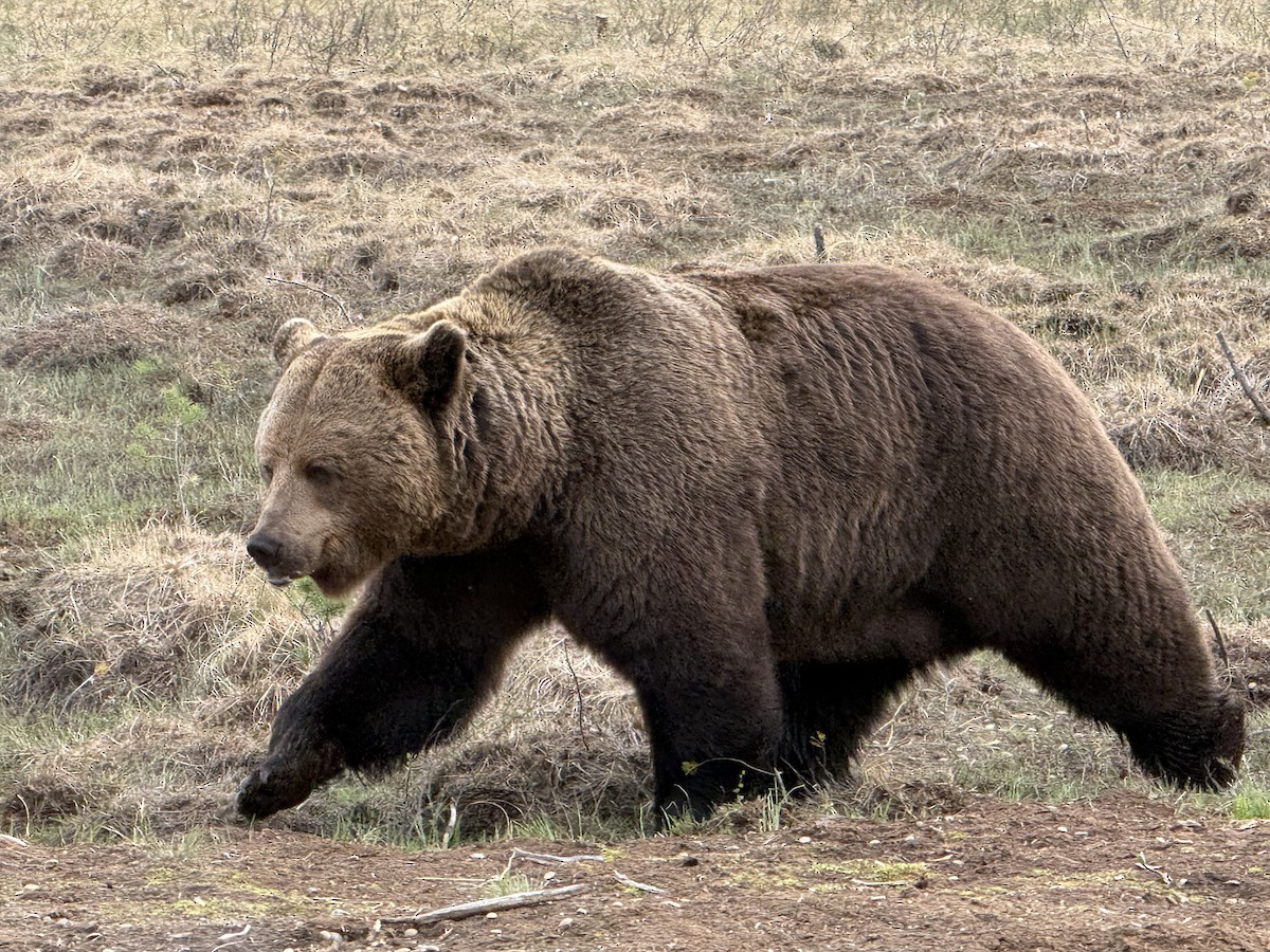 Eurasian Brown Bear - ML658482967